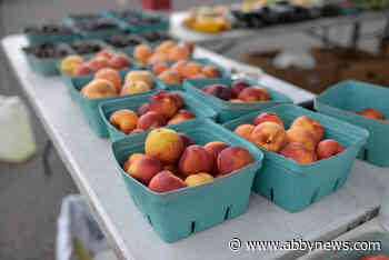 UBCO researchers try to generate electricity from discarded fruit