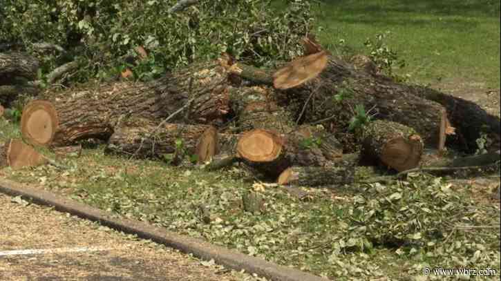 Oak tree cut down without permission, building owner says his intentions are to beautify area