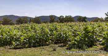 Police bust $11m tobacco crop at Binnaway