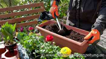 Tipps für torffreie Blumenerde