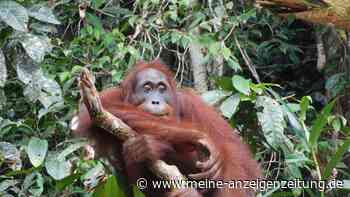 500. ausgewilderter Orang-Utan schafft Sprung in die Freiheit