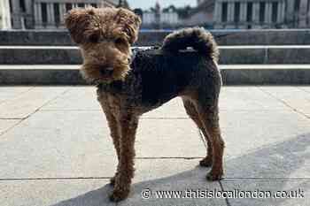 The Old Royal Naval College in Greenwich to host a dog show this May
