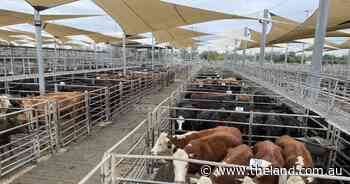 Weaners sell to a dearer trend at Dubbo
