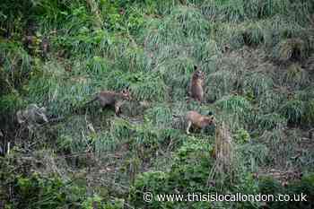 Fox culling in Beddington sparks concerns cubs will starve to death