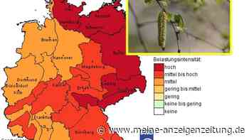 Pollen-Alarm in großen Teilen Deutschlands – DWD warnt Allergiker