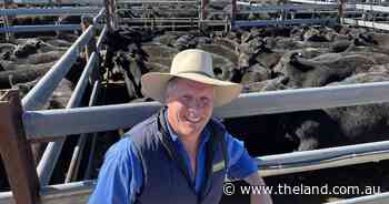 Tenterfield weaner steers sell to $1632