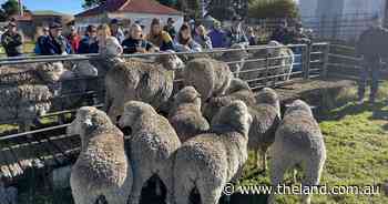 Day One Berridale Merino ewe competition| Photos