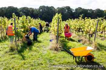 Fundraiser for Forty Hall community vineyard hit by bad harvests