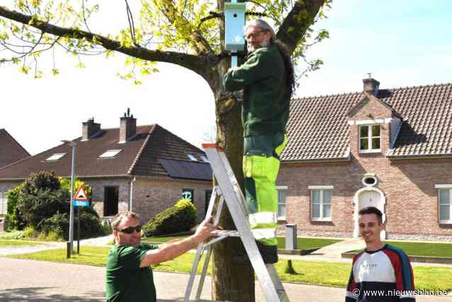 Hoe gemeente processierups wil bestrijden met kleurrijke “sterrenhotelletjes”