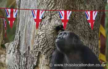 Animals at London Zoo get into the Coronation weekend spirit