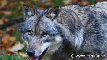 In zwei Fällen wieder ein Wolf am Stadtrand gesichtet