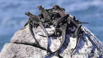 Credit Suisse tauscht Ecuadors Schulden zum Schutz der Galapagos-Inseln