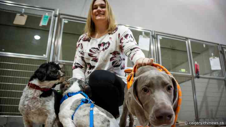 'I have to try': Calgary charity setting up pet advocacy centre to help disadvantaged
