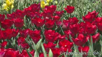 Late bloom: How it's affecting gardeners and  tulip display at the Minnesota Arboretum