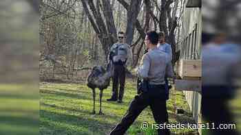 Washington County deputies wrangle wayward emu