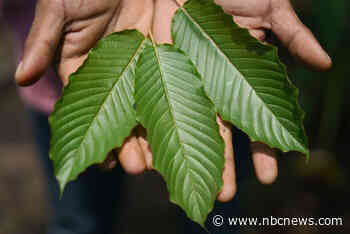 After $3 million worth of kratom is seized, FDA continues to warn of its dangers