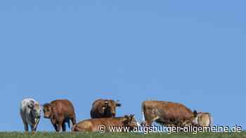 Ausgebüxte Rinder halten Polizei auf Trab: Mehrere Streifen im Einsatz