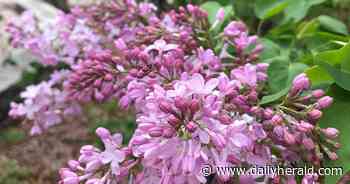 'Joy and happiness': It's Lilac Time in Lombard, and the blooms are popping