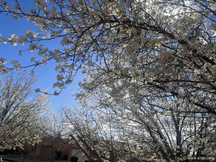 Max shade power: SE Albuquerque neighborhood gets hundreds of new trees