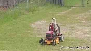 „Das glaube ich jetzt nicht“: Mann ist verwirrt, als er sieht, wer den Rasen mäht