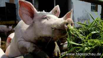 Länder fordern vom Bund mehr Geld für Tierwohl