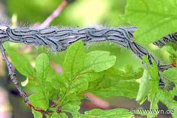 Der Eichenprozessionsspinner ist schon aktiv