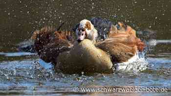 Tierwelt in Bad Liebenzell: Nilgänse attackieren  Kurpark-Enten