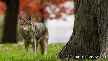 Your dog could be allowed to hunt coyotes in a controlled setting in Ontario soon