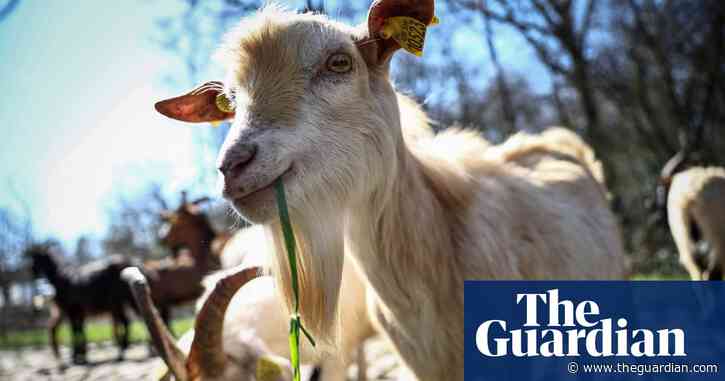 I’m not kidding: a goat is a gardener’s best friend | Brief letters