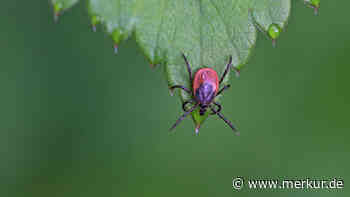 Mit diesen 5 Pflanzen halten Sie Zecken aus Ihrem Garten fern