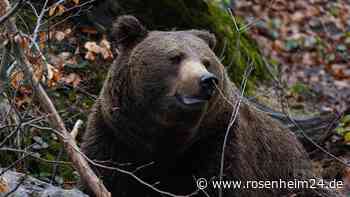 Kein unrealistisches Szenario: Das sollten Sie keinesfalls tun, wenn Sie einem Bären begegnen