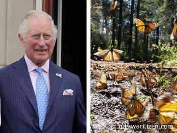 Deachman: Monarch vs. Monarch