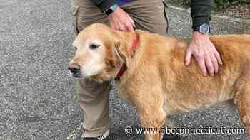 Owner of Rescued Bloomfield Dog Grateful for Efforts