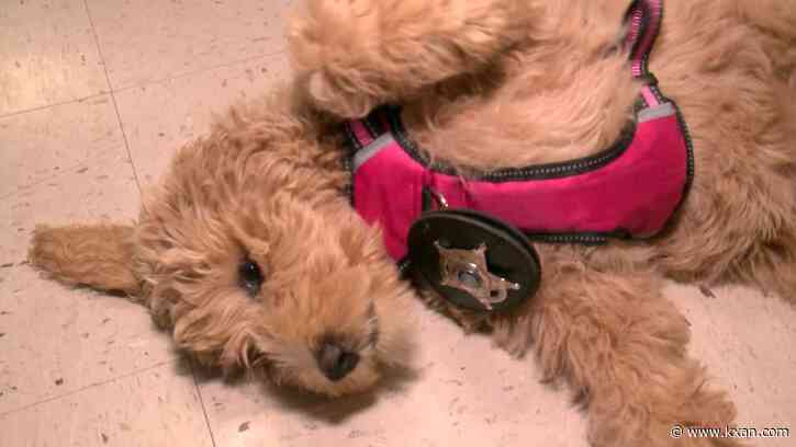 Mental Health Awareness: Meet Luna! Llano County's new therapy dog