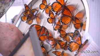 Annual Mariposa Butterfly Festival returns this weekend