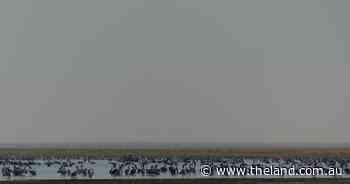 Wetlands benefit from floods