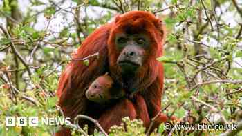 Rare red howler monkey born at Yorkshire Wildlife Park