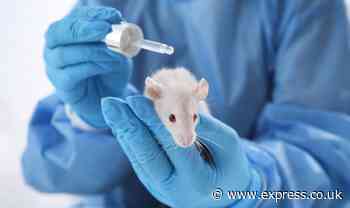 UK to resume animal testing for makeup ingredients 'to align with EU rules'