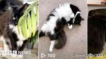 TikTok tracked UK journalist via her cat's account