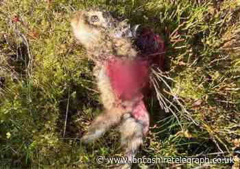 RSPCA plea to dog-owners after leveret mauled in Darwen