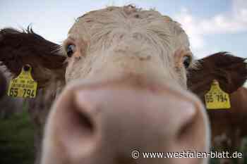 Entlaufene Kuh hält in Bielefeld Polizei in Atem