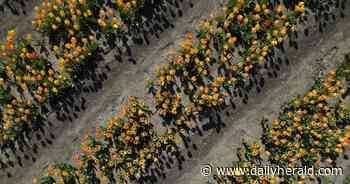 Suburban Skyview: 500,000 tulips at Kuipers Family Farm