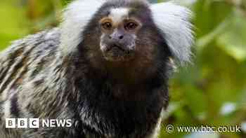 Marmoset monkeys escape from Carnforth house