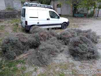 Des voleurs d’euphorbe épineuse, plante protégée, interpellés dans les Alpes-Maritimes