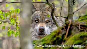 Landkreis Gifhorn schaltet sich ins Wolfsmanagement ein