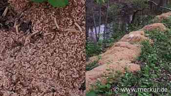 Mysteriöse Nudel-Berge: Mann lädt hunderte Kilo Pasta in Wald ab