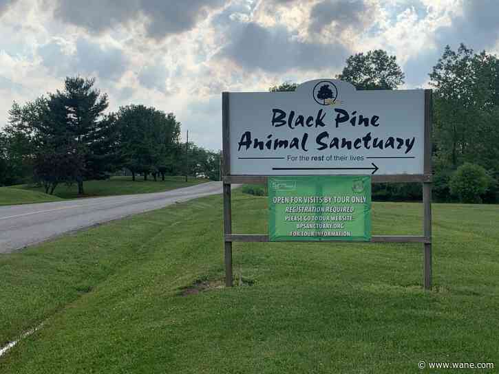 Black Pine Animal Sanctuary opens their paws for the season