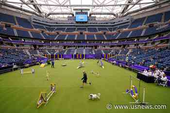 Tennis, or Terriers? US Open's Home Hosts Famed Dog Show