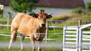 „Das Tier stirbt ohne Stress“: Allgäuer Metzger geht neuen Weg – und schlachtet „tierlieb“
