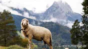Streit um den Wolf: Bauernverband und Tierrechtler melden zwei konträre Demos an